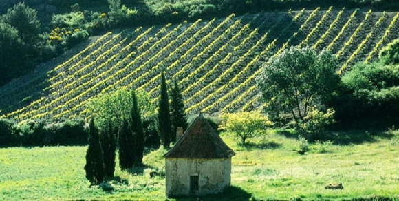 Vignes de Saint-Chinian - Hérault, le Languedoc © Hérault Tourisme